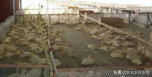 肉鸭网上养殖技术(架子上养殖肉鸭，45天出栏，养殖过程中要做好这几点，才能长得快)