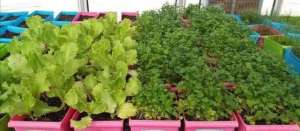 盆栽香菜种植方法(花盆撒把香菜种，1周长出绿油油小苗，随时能吃新鲜香菜)