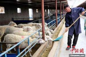 兰州小尾寒羊养殖基地(甘肃羊倌专注技术改良成“活字典”新年又话“羊计划”)