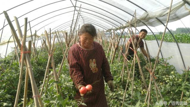 亩产高达20000斤的蔬菜，农民管理太辛苦，每天都要“蒸桑拿”