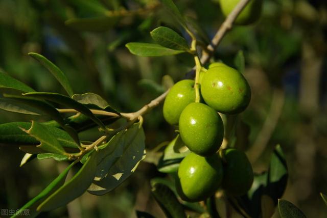 橄榄的矮化、密植、早结丰产栽培，掌握这些要点，就能取得高产