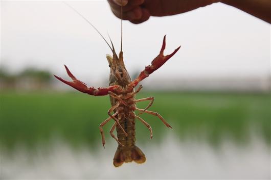 明沙淖的水也能养出稀罕物，包头本土小龙虾“抢鲜”上市