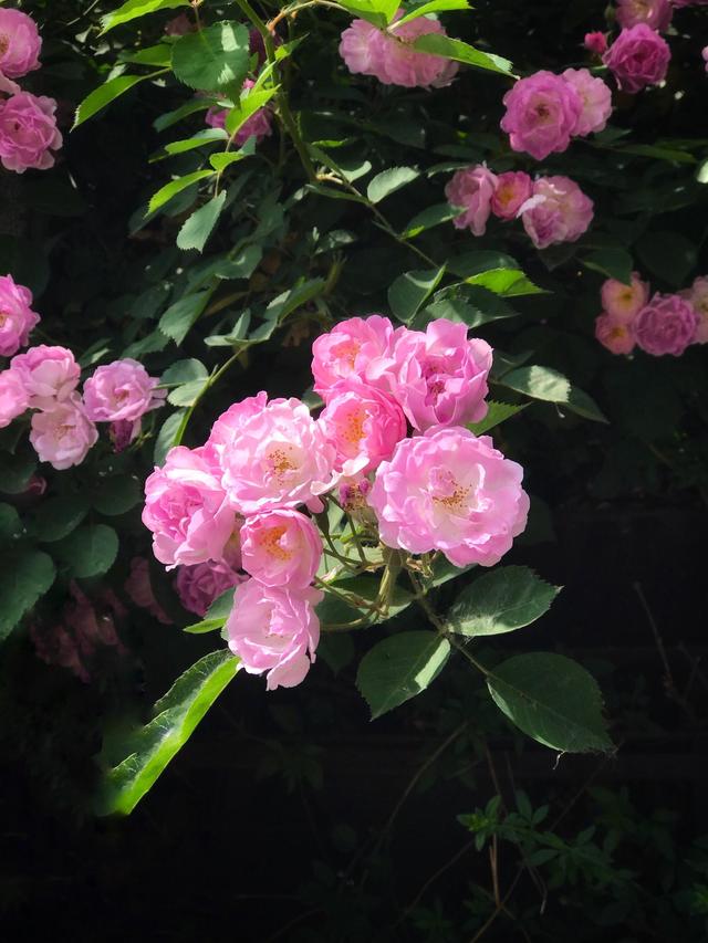 蔷薇花种植方法和时间是什么？