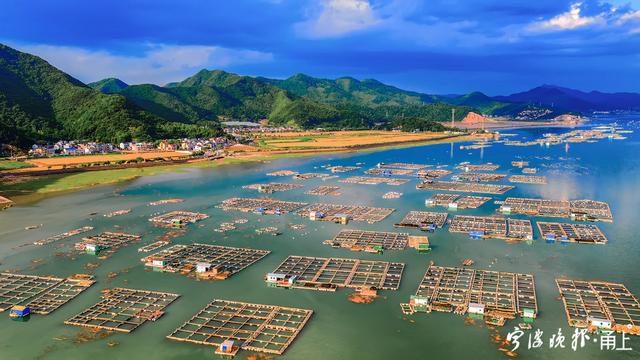 宁波这个渔村水产养殖年产值上亿元！党员引领，携手村民迈上共富路