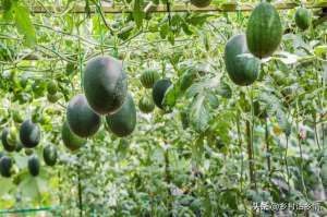 西瓜怎样种植方法图解(种植西瓜、黄瓜、丝瓜、甜瓜，分享给你五个秘诀，个大瓜又多)