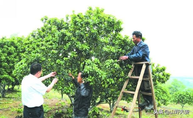 杨梅树种植经验和技术指导：什么季节修剪好？杨梅树如何修剪？