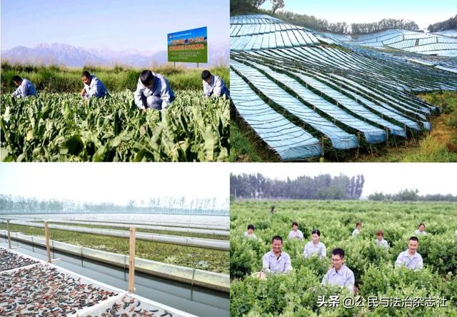 石家庄市以岭药业在“中国板蓝根之乡”建设5500亩种植基地