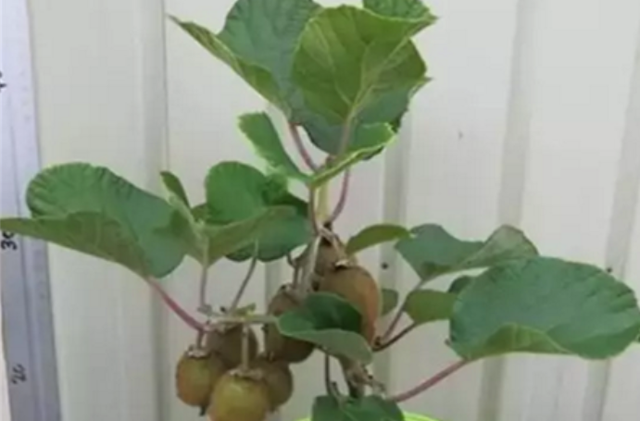 一把猕猴桃种子，轻松养成漂亮的小盆栽！