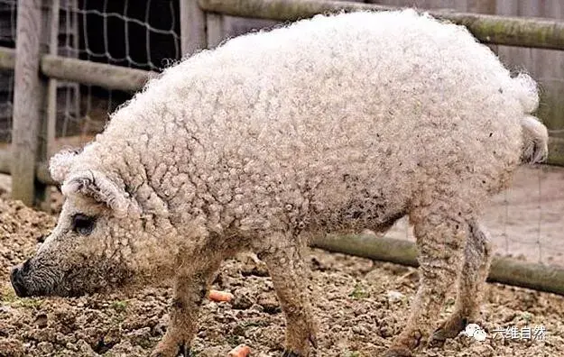 羊毛猪的养殖(长着一身“羊毛”的猪，猪毛助它们对抗寒冬，更延续了绵羊猪种群)
