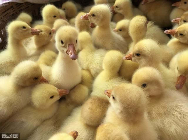 鸭子养殖：鸭子的养殖周期
