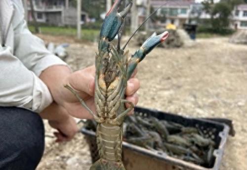 最大的淡水龙虾在汉阴成功试养，出肉率是传统小龙虾6倍