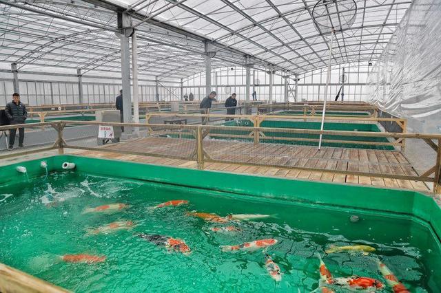 还在转发锦鲤？国内最大规模锦鲤养殖基地在上海松江落成，可以观赏和选购真锦鲤