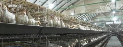 农业农村部：上半年全国肉鸡养殖总体保持盈利