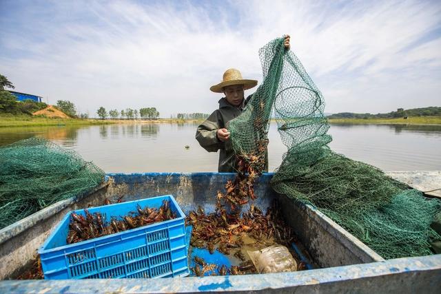 从外来入侵物种到夏日流行的“网红美食”，介绍一下“小龙虾”