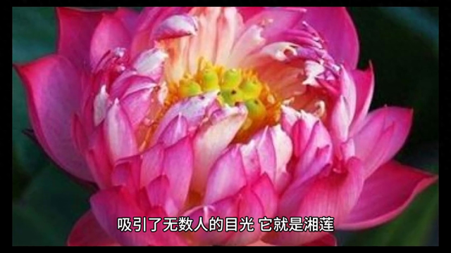 湘莲：湖南的瑰宝，莲花的传奇！#原创视频