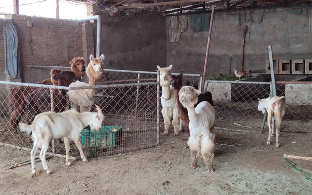 京郊养殖场有羊驼 它们除了萌还能用于科学研究