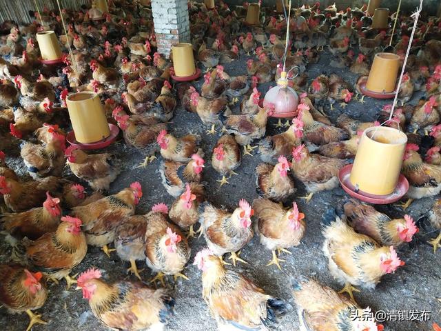 清镇：小肉鸡做出大产业