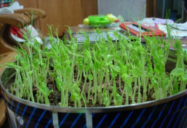 一碗豆子，在家就能种出豌豆芽苗菜，一周收获，不用出门买青菜了