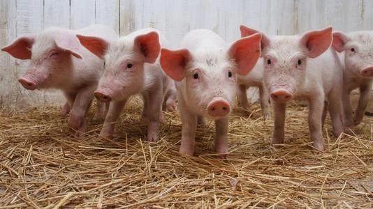 2020年生猪养殖8项扶持政策