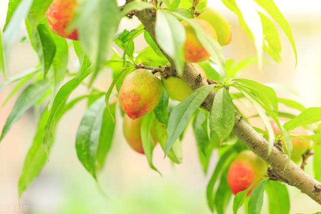 桃树的栽培与管理，这些技巧你知道吗？进来学习一下吧