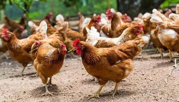 养殖土鸡的十种技术知识，养殖户都了解吗？