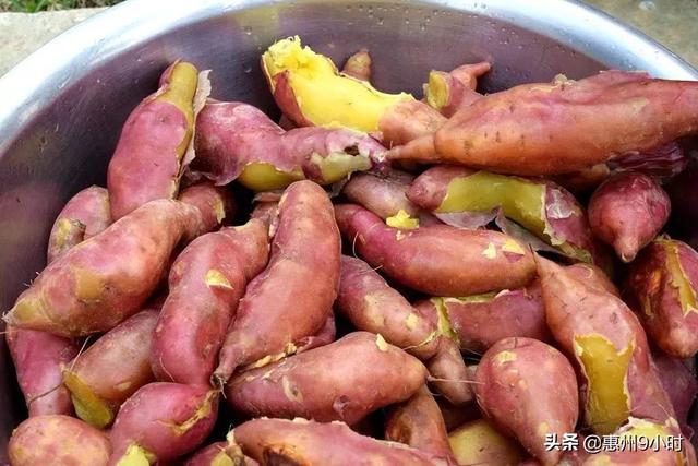 番薯大家都吃过，但板栗番薯你吃过吗？它是惠州这农村的全村希望