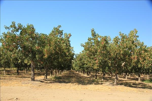 美国加利福尼亚州的干果产业