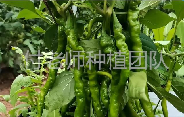 低成本种植技巧，采用种植袋种植辣椒，长势好产量高