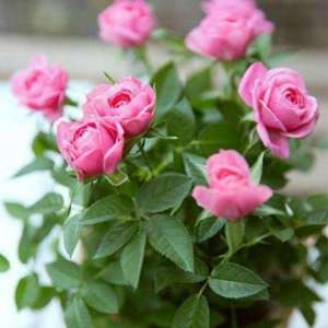 迷你玫瑰花养殖方法(喜欢玫瑰的花友们，阳台来养迷你玫瑰吧方法做对才能年年开花)