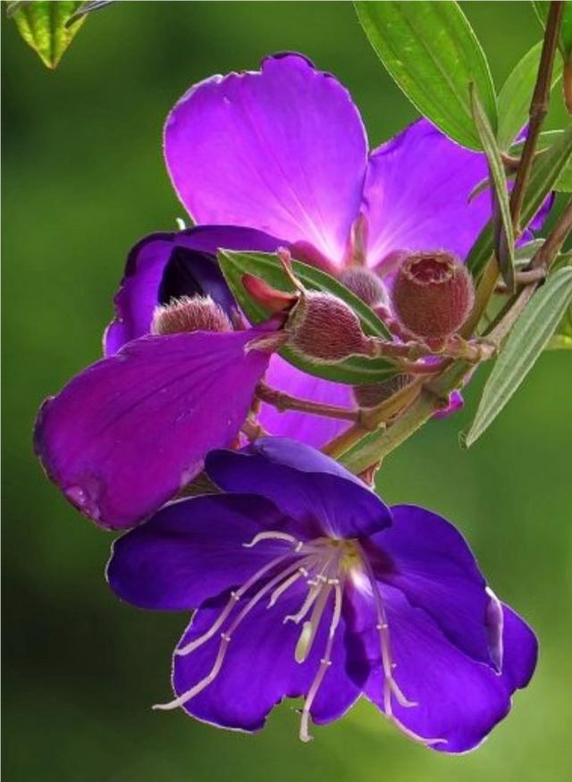 【药用观赏花卉】野牡丹的繁殖与养护，花大色艳，全草可入药