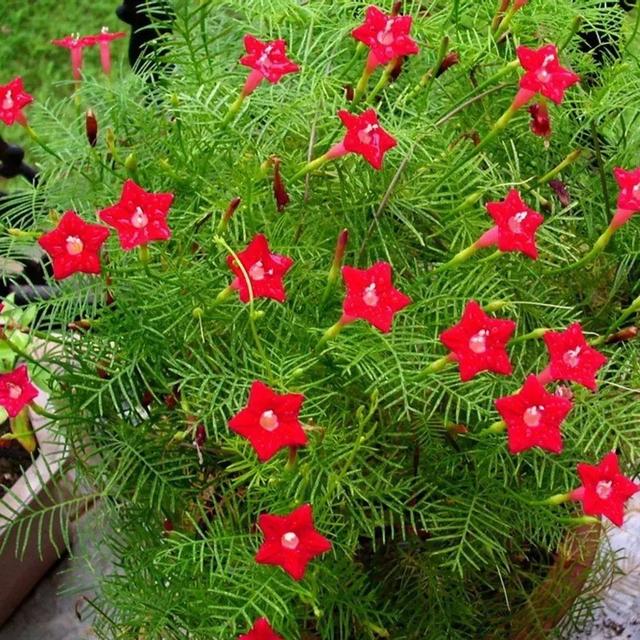 5种开大红花的藤本，种植容易，红红火火，看着就喜庆