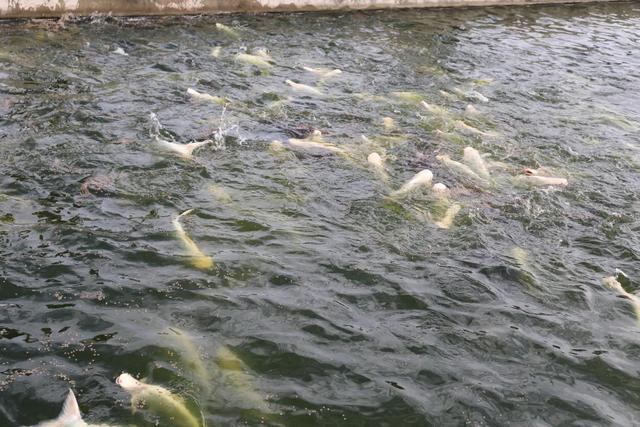 鱼、虾、稻、鳖、鸭一家亲 温泉水里养白鲨西安高新区“玩转”特色渔业