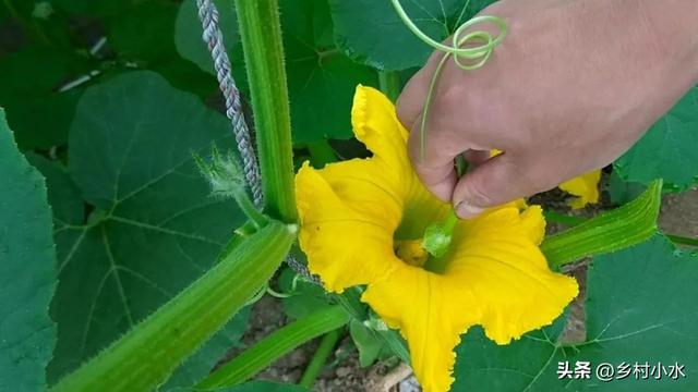 南瓜如何高产种植？老农教你5个“杀手锏”，南瓜结瓜多、产量高