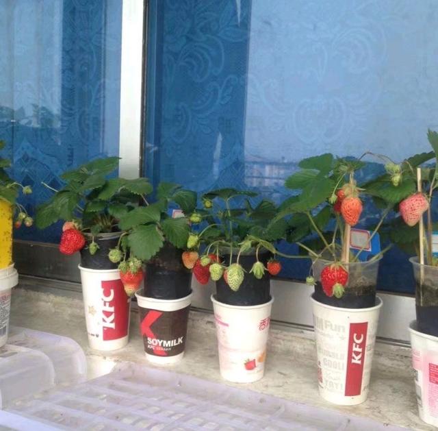 想种草莓没花盆，1根水管种10棵，阳台种一片，果实吃不完