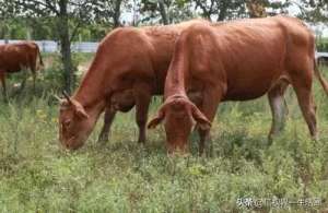 富钟水牛养殖视频(中国好牛品种有哪些)