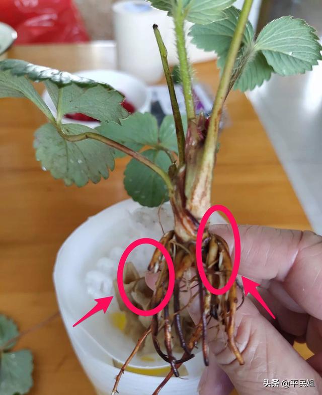 平民姐草莓种植(3) 新手为何总绕不过“神苗”？草莓苗这样选购