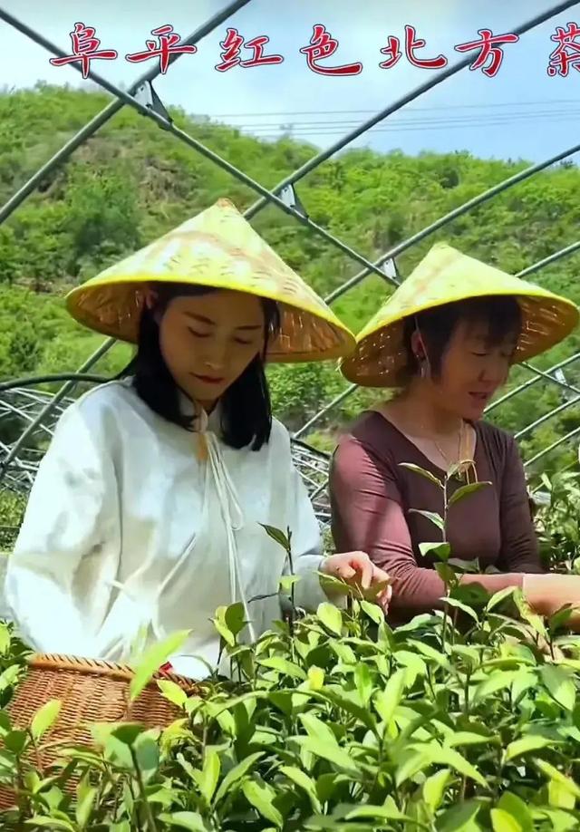 河北阜平的实践证明中国北方也是可以种植茶叶的