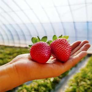 红颜草莓的种植(红颜草莓苗什么种植比较好？一亩地产量有多少斤)