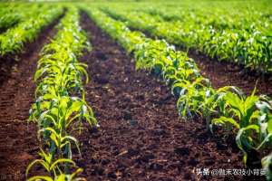 玉米新型种植方法(“玉米带大豆，十年九不漏”，玉米和大豆怎样套种、怎样管理？)