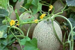 夏季哈密瓜种植技术(哈密瓜的种植技术与管理方法)