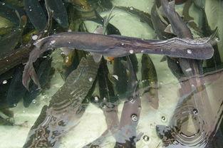 鸭嘴鱼成鱼池塘养殖需要注意哪些事项