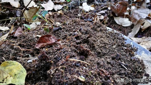 种植兰花的腐殖土，冬天低温怎么处理？这种方法简单又实用