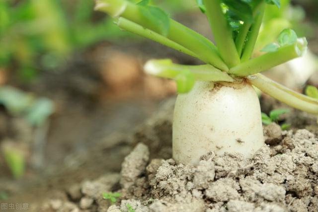 春萝卜栽培技术，种植方法既简单又方便，不妨学习一下