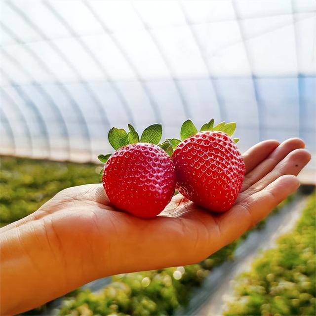 红颜草莓苗什么种植比较好？一亩地产量有多少斤