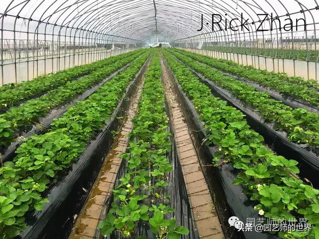 草莓种植技术指导