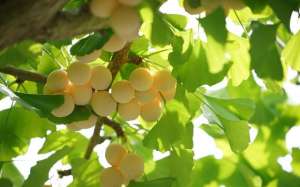 白果树种植时间(银杏