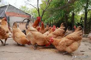 养殖鸡技术指导(养殖鸡的技术方法)
