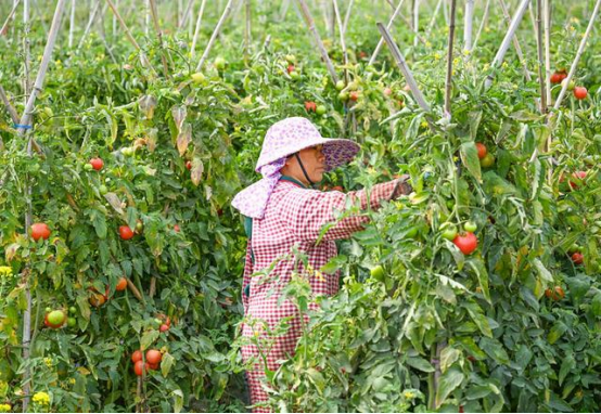全国各个地区番茄种植时间，进来看一眼，收获一定不小！