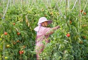 小番茄几月份种植(全国各个地区番茄种植时间，进来看一眼，收获一定不小)