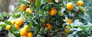 盆栽橘子树的种植方